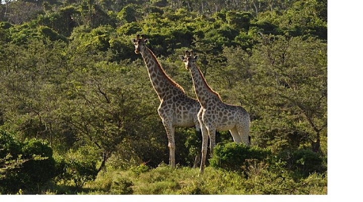 Nyala Valley Game Lodge