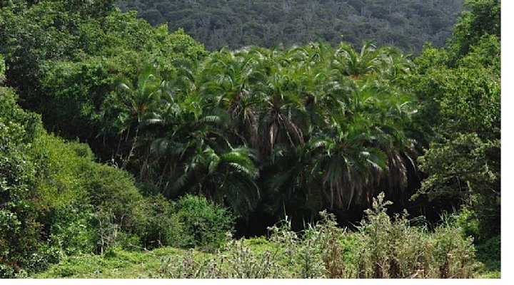 Nyala Valley Game Lodge