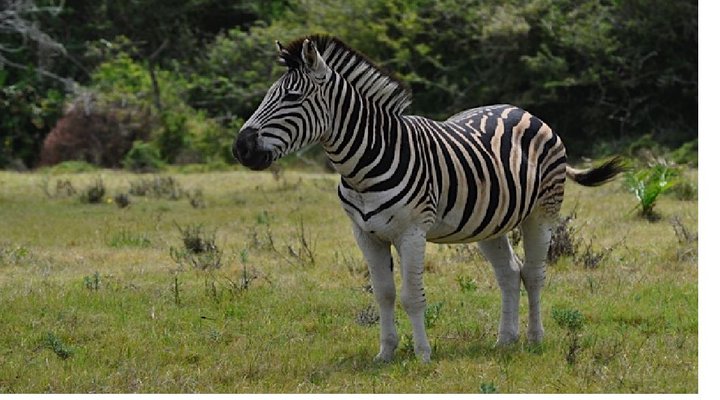 Nyala Valley Game Lodge