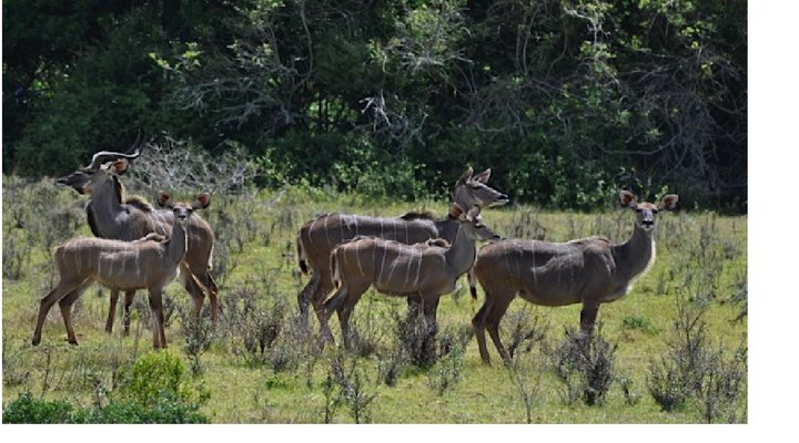 Nyala Valley Game Lodge