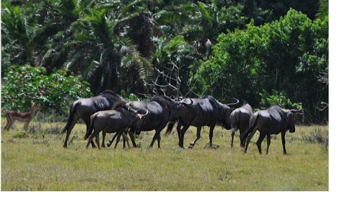 Nyala Valley Game Lodge