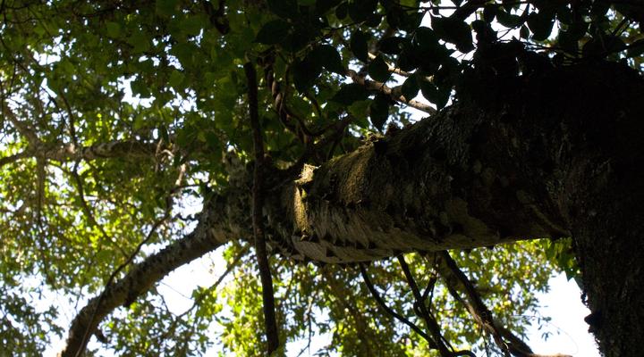 Forest Cottage self catering