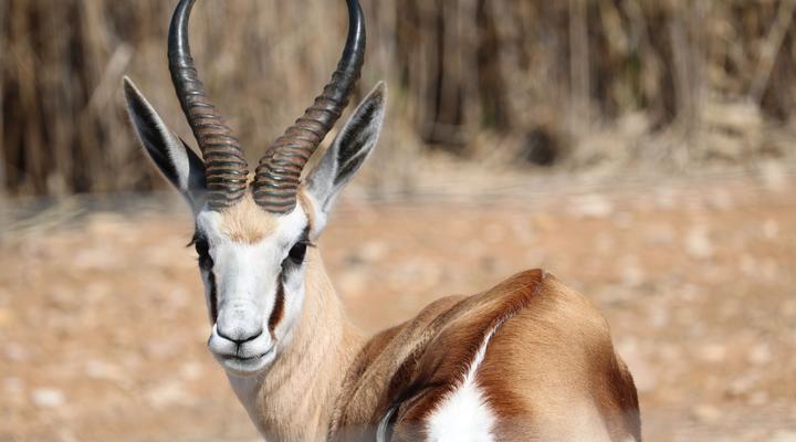 Grysbok Selfcatering Accommodation