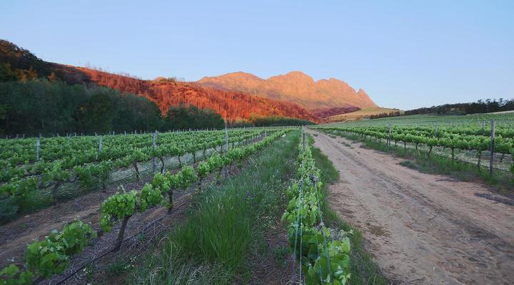 Knorhoek Guest House & Wines