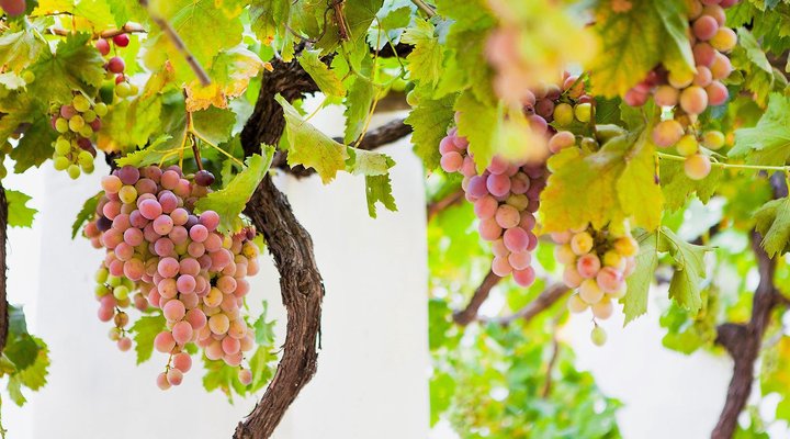 Klein Nektar Manor Accommodation