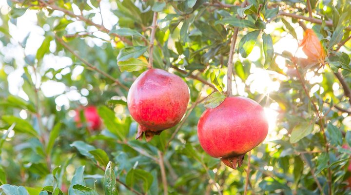 Klein Nektar Manor Accommodation