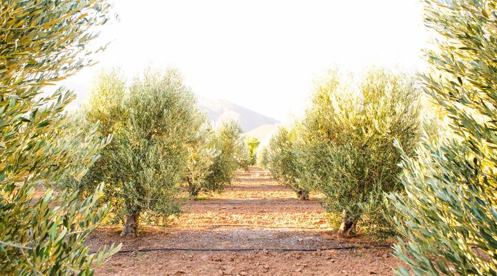 Klein Nektar Manor Accommodation