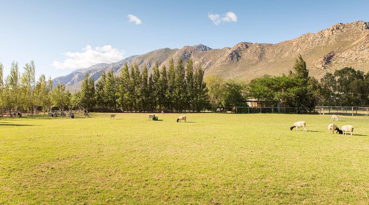 Klein Nektar Manor Accommodation