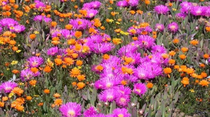 Van Zijl Guesthouses