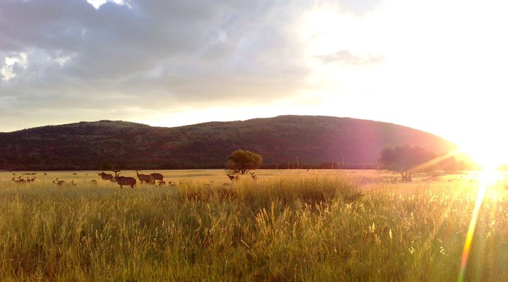 Khaya Nkwe Game & Guest Farm