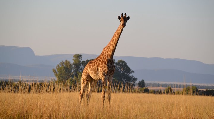 Khaya Nkwe Game & Guest Farm