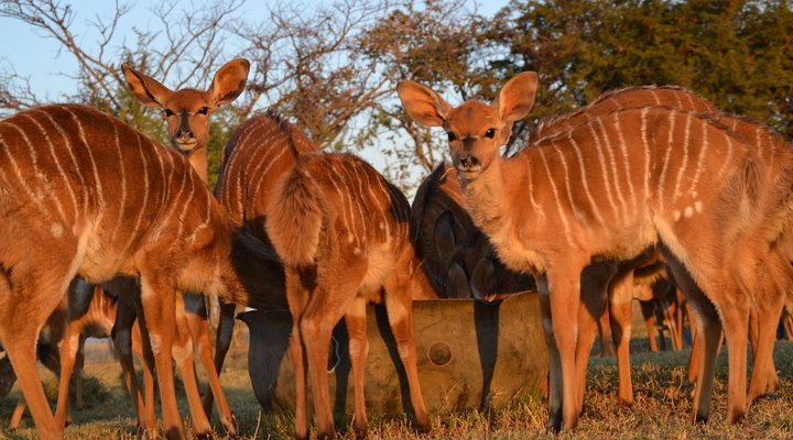Khaya Nkwe Game & Guest Farm