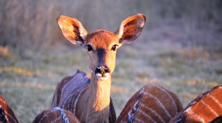 Khaya Nkwe Game & Guest Farm