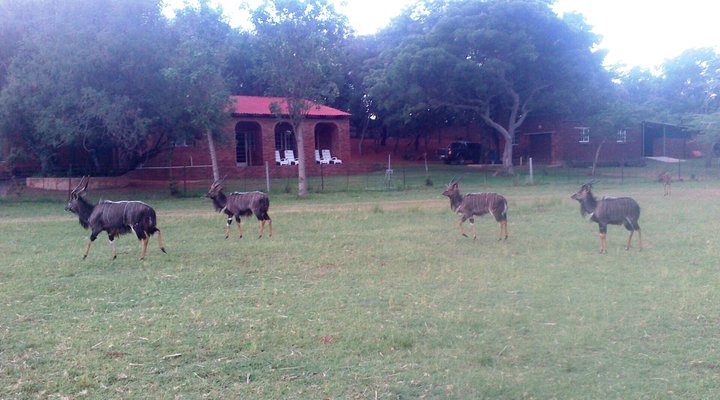 Khaya Nkwe Game & Guest Farm