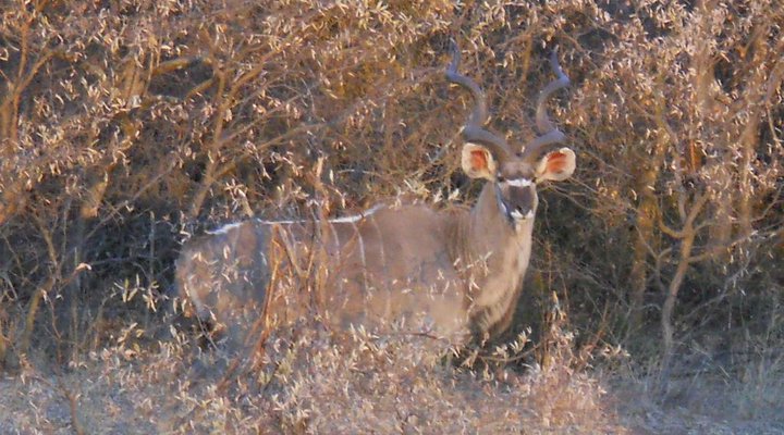 Khaya Nkwe Game & Guest Farm
