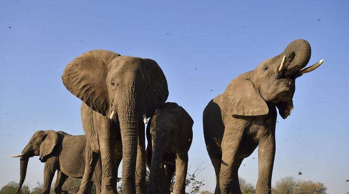 baboon budget safaris