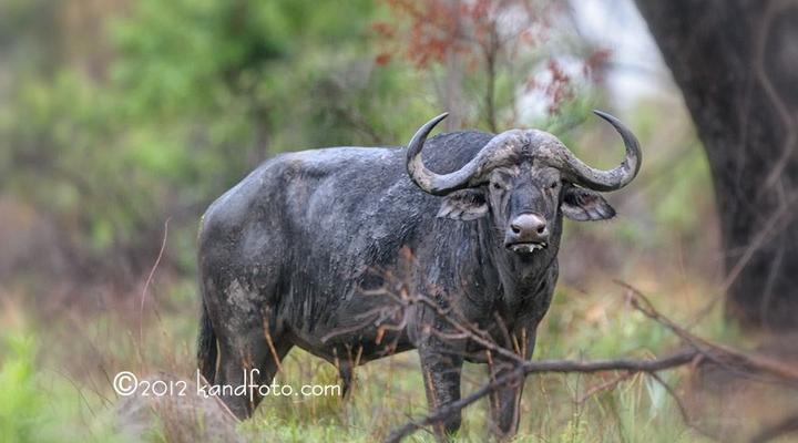 baboon budget safaris