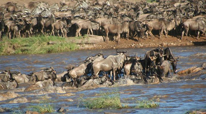 baboon budget safaris