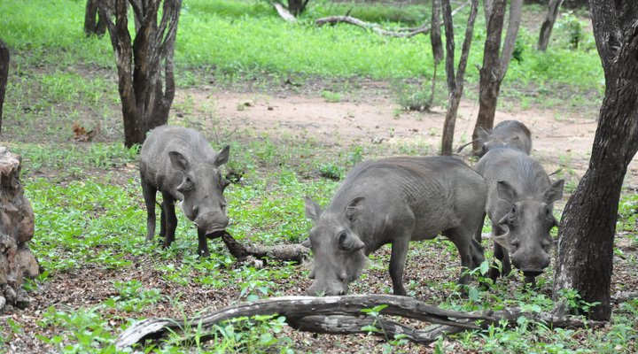 Treetops Holiday Home Near Kruger National Park