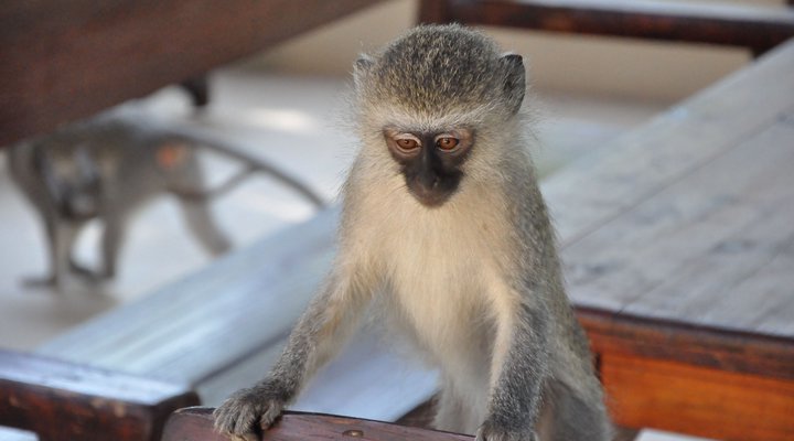 Treetops Holiday Home Near Kruger National Park