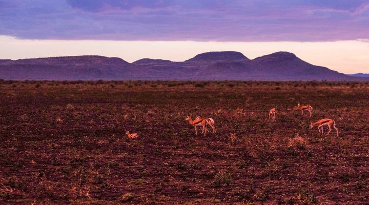 Mosetlha Bush Camp & Eco Lodge