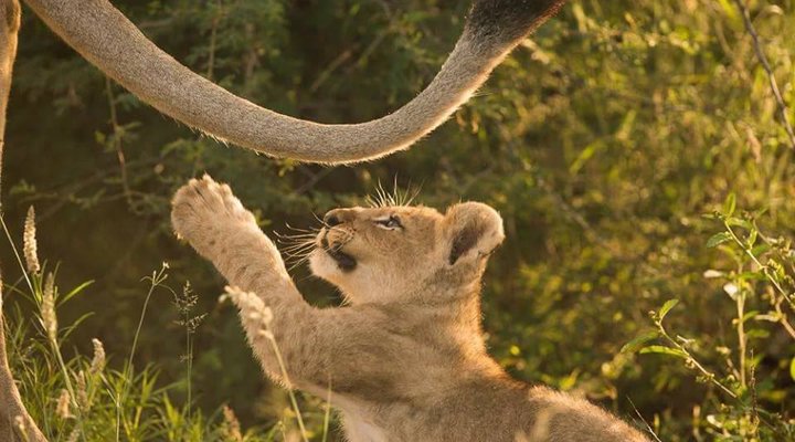 Mosetlha Bush Camp & Eco Lodge