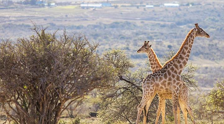 Buffelshoek Dirosie Game Lodge