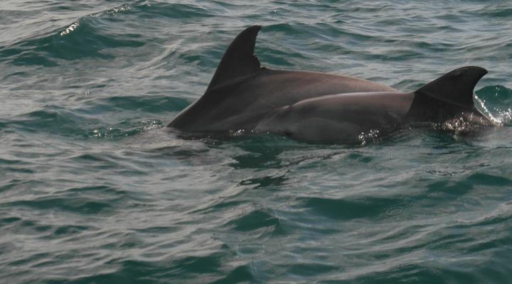 Blue Monkey Beach Cottages