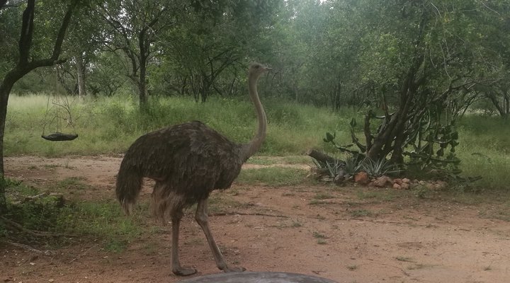 Oribi Cottage