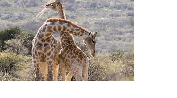 Buffelshoek Dirosie Game Lodge