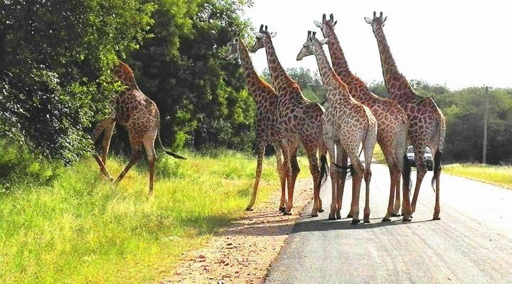 HALA Wild Africa Kruger Boutique Hotel