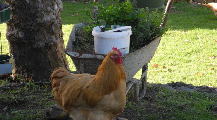 Taim-Go-Loer Private Guest Farm