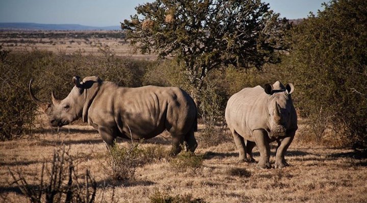 6 Day Cape to Addo Safari Tour - Return