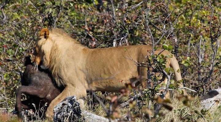 6 Day Cape to Addo Safari Tour - Return