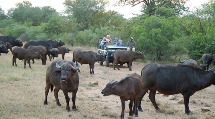 6 Day Cape to Addo Safari Tour - Return