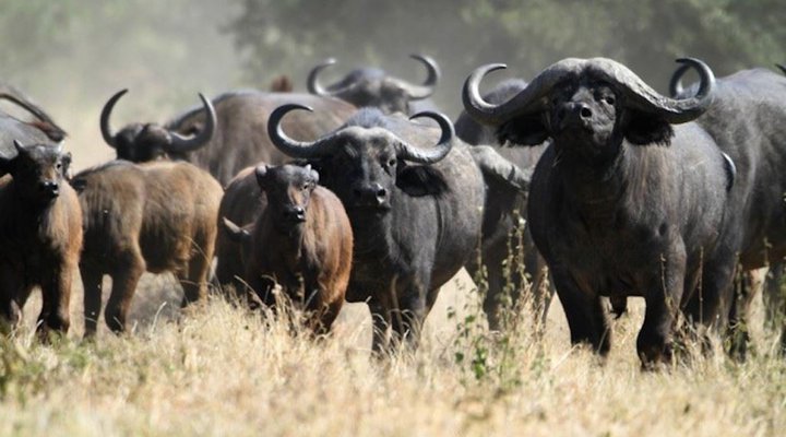 6 Day Cape to Addo Safari Tour - Return