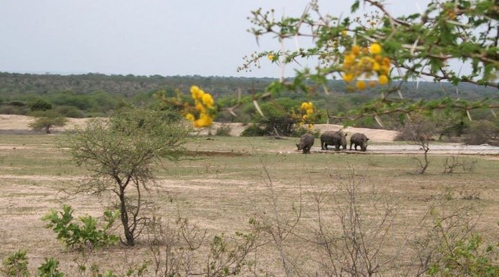 6 Day Cape to Addo Safari Tour - Return