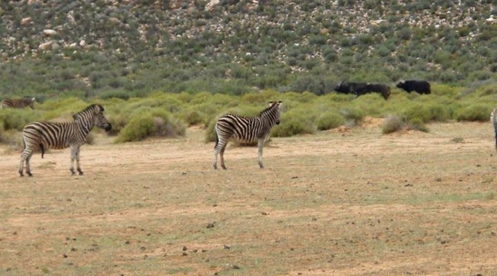 6 Day Cape to Addo Safari Tour - Return