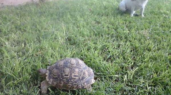 Kalahari Camelthorn Caravan Park and Guesthouse