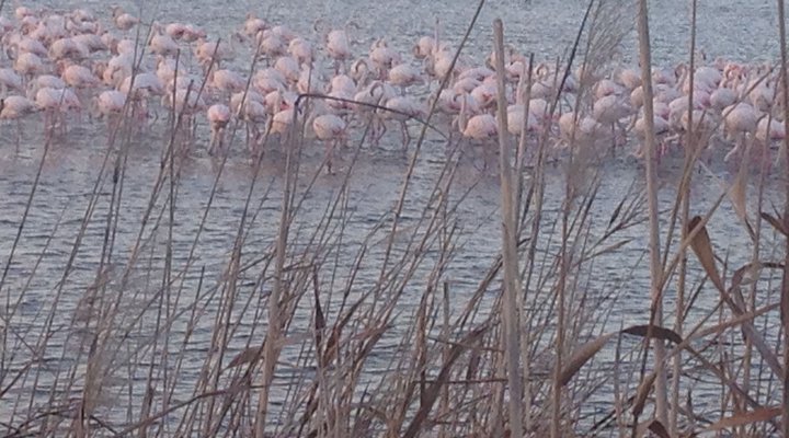 Flamingo Lagoon Self Catering 2