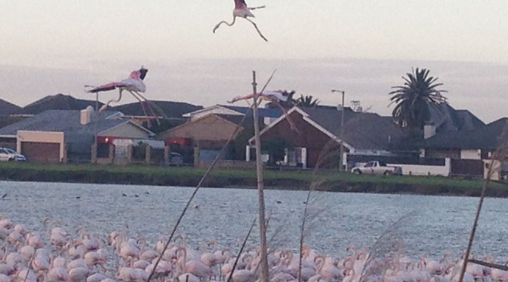 Flamingo Lagoon Self Catering 2