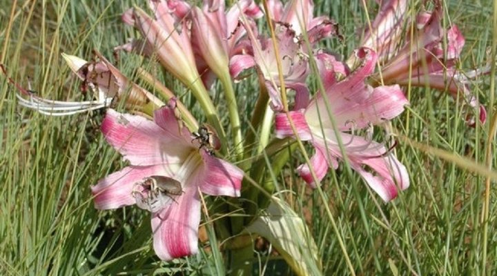 Veldflora Country Cottages