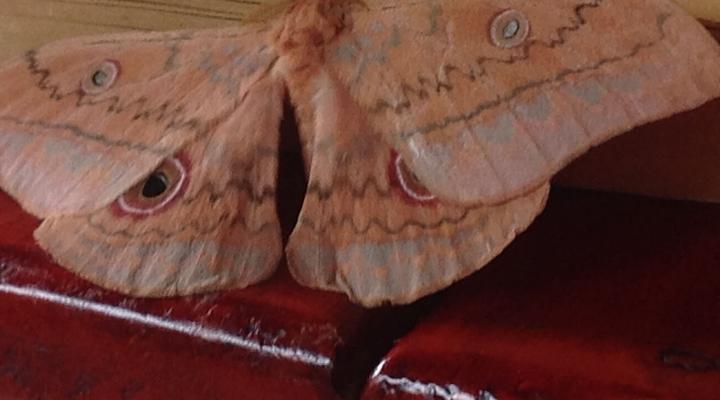 The Big Tuskers Bush Camp