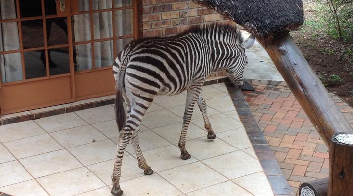The Big Tuskers Bush Camp