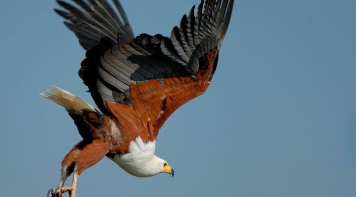 Zambezi Island Lodge