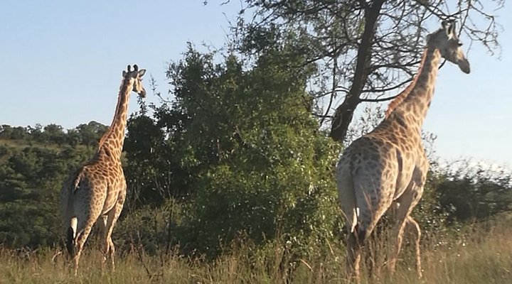 Mount Amanzi Game Lodge