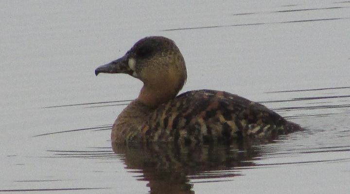 Bosveld Wegbreek Safaris