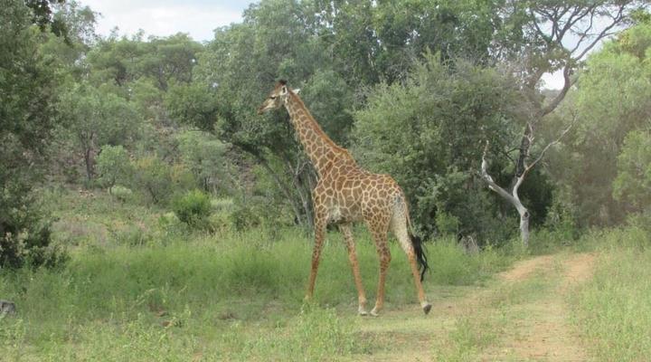 Bosveld Wegbreek Safaris
