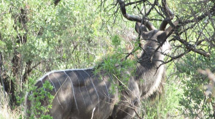 Bosveld Wegbreek Safaris