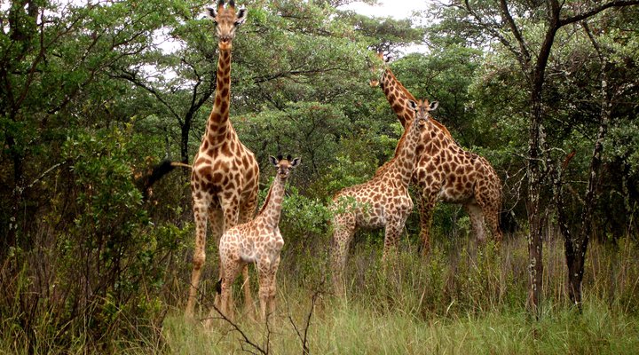 Shakati Private Game Reserve